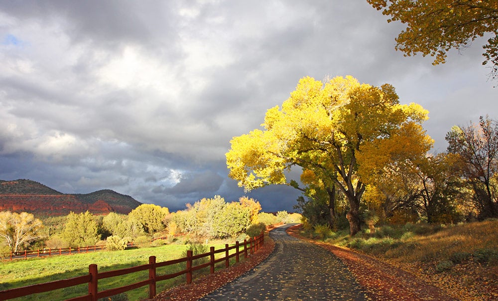 Fall colors in Sedona -Beautiful golden leaves and Sedona fall colors on a rural road.