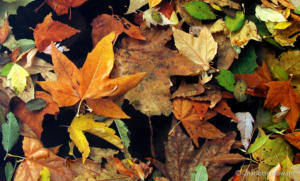 Fall colors in Sedona -Sedona fall leaves floating in Oak Creek