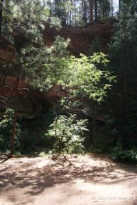 Sunlight on foliage in Oak Creek - West Fork Trail