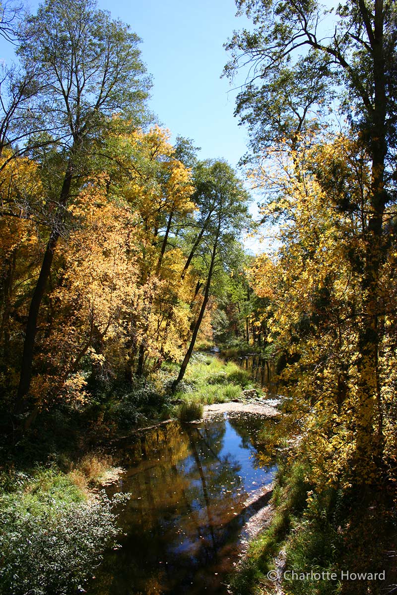 West Fork Trail Sedona - autumn leaves