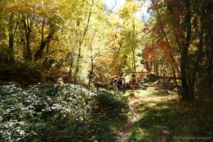West Fork Trail Sedona in the fall