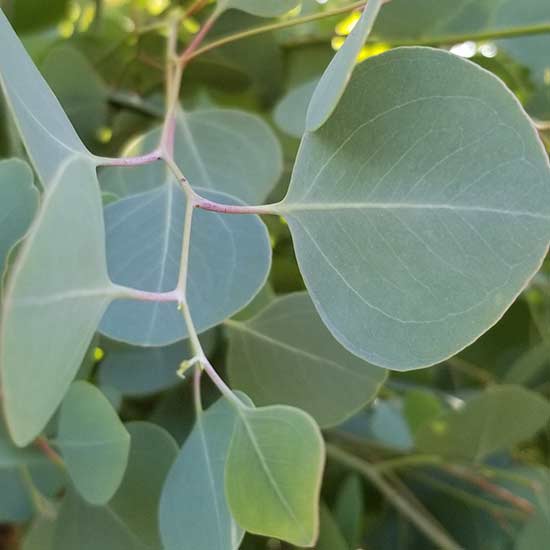 Omeo Gum Eucalyptus essential oil and hydrosol