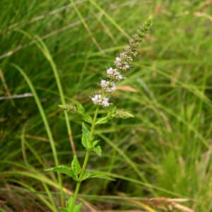 Spearmint (Mentha spicata) wild - essential oil and hydrosol