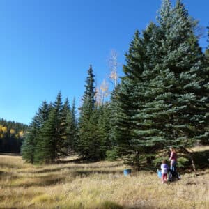 Blue Spruce (Picea pungens) essential oil and hydrosol - Sedona, Arizona