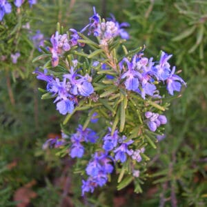 Rosemary (pinene) essential oil and hydrosol