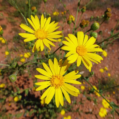 Mexican Arnica essential oil and hydrosol